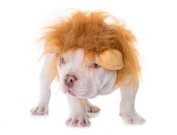 istock puppy american bully 879619802