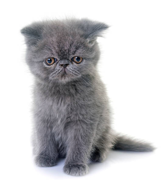 istock exotic shorthair kitten 879624258