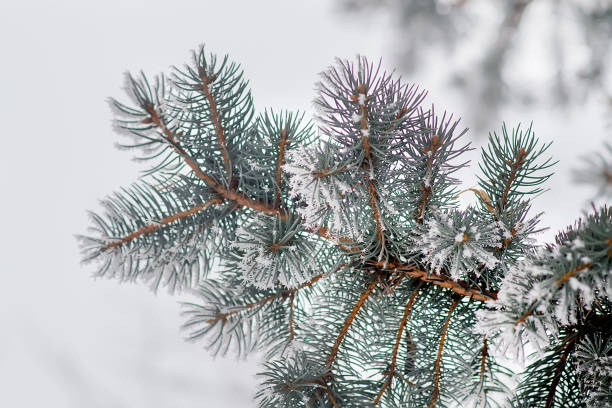 istock Winter and Christmas Background 879624404