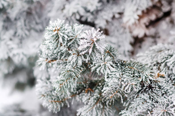 istock Winter and Christmas Background 879624662