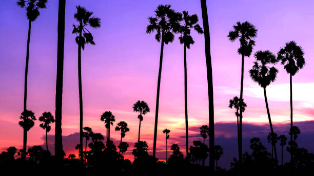 istock beautiful sunset , silhouettes Palm tree , landscape thailand 879624836