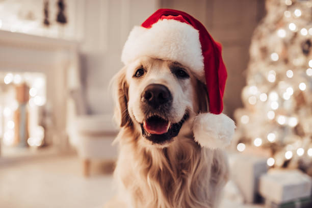 Cheerful dog labrador is sitting in Santa Claus hat. Merry Christmas and Happy New Year! Cheerful dog labrador is sitting in Santa Claus hat. Golden retriever is waiting for the holiday at home. labrador retriever photos stock pictures, royalty-free photos & images