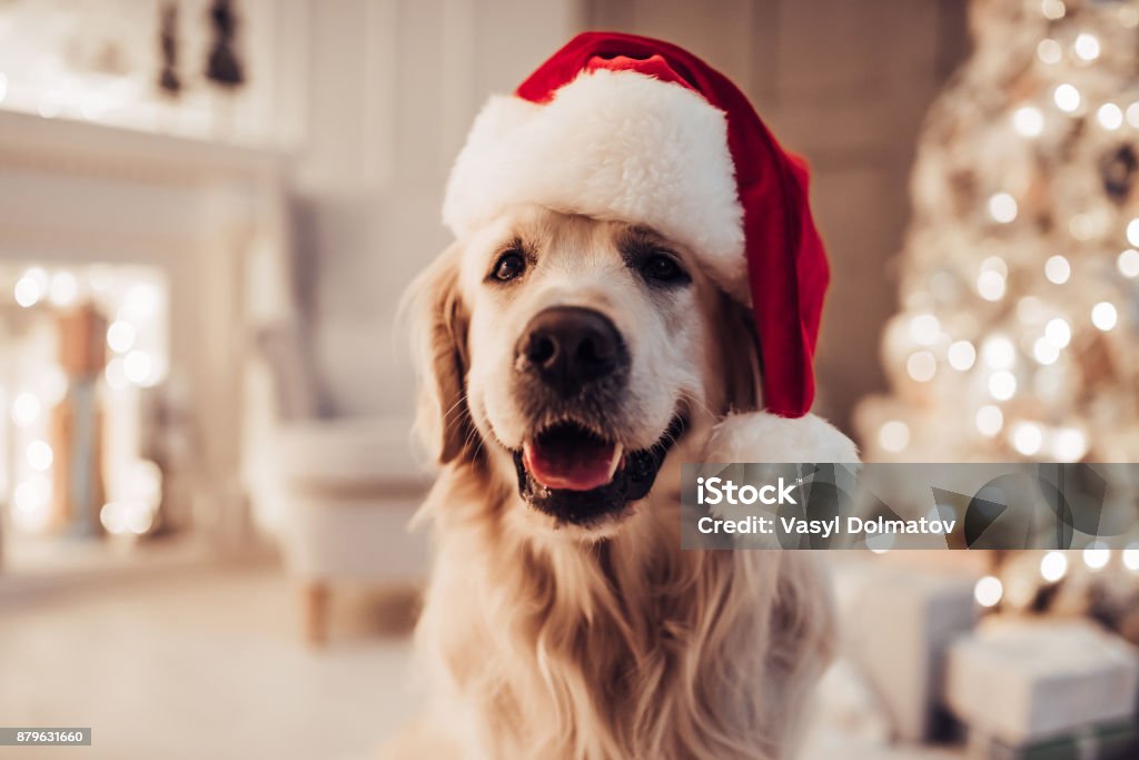 Alegre cão que Labrador está sentado no chapéu de Papai Noel. - Foto de stock de Natal royalty-free
