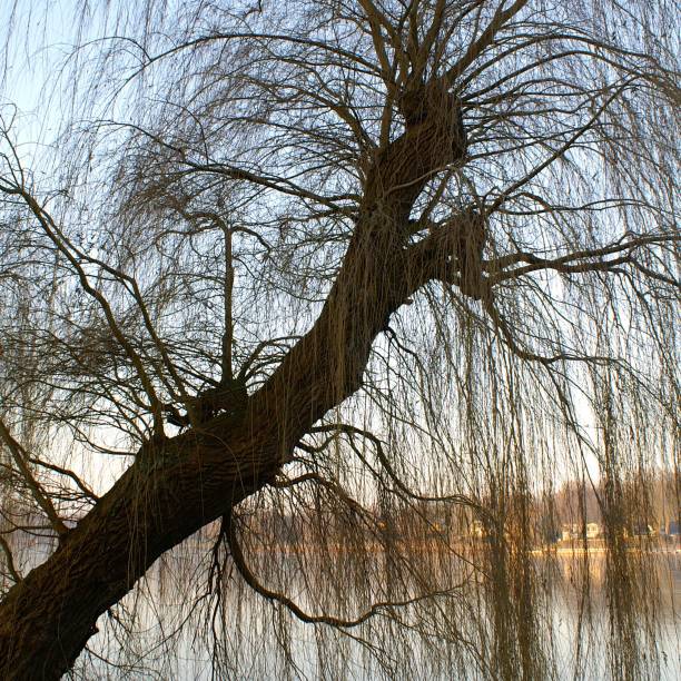istock Aasee, Aa-Lake in Muenster 879644752
