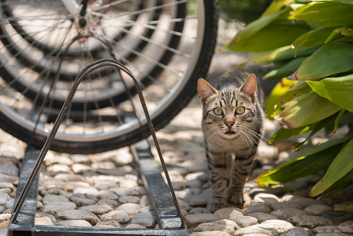 stray cat and bicycle wheels in bicycle rack