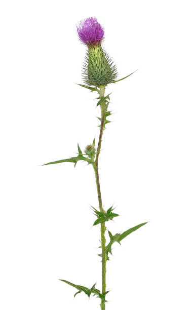 Onopordum acanthium (cotton thistle, Scotch thistle) flower Onopordum acanthium (cotton thistle, Scotch thistle) flower isolated on white background Scottish Thistle stock pictures, royalty-free photos & images