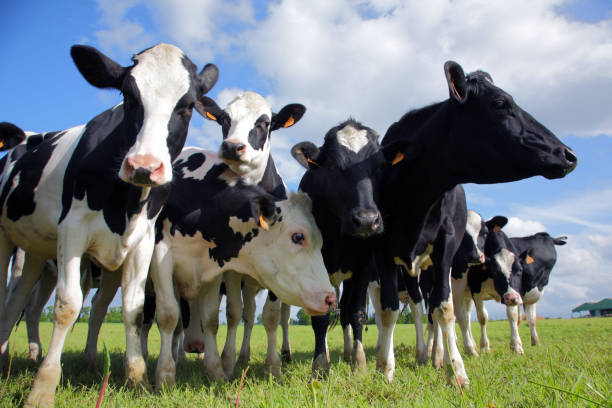 ホルスタイン種乳牛の牛 - 若い雌牛 ストックフォトと画像