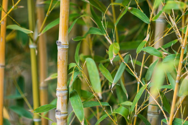 young bamboo plants with leafs - japanese culture landscape landscaped ornamental garden imagens e fotografias de stock