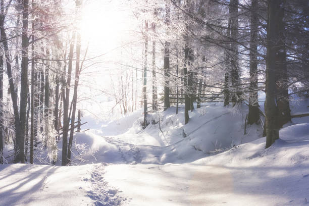 the winter road. Dramatic scene. Carpathian Ukraine Europe