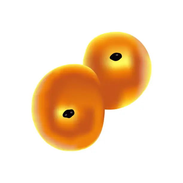 Vector illustration of Traditional Swedish pastry saffron bun