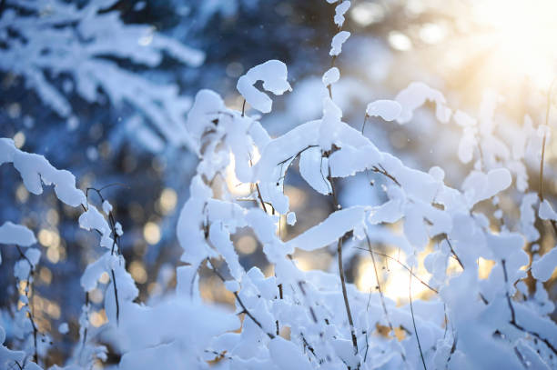Winter scene - snow covered dried plants