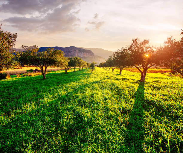 istock Green lawn and rays breaking through trees at sunset. 879671196