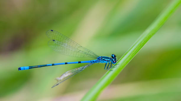 istock Magnificent blue dragonfly on a blurred green background. Damselfly 879672206