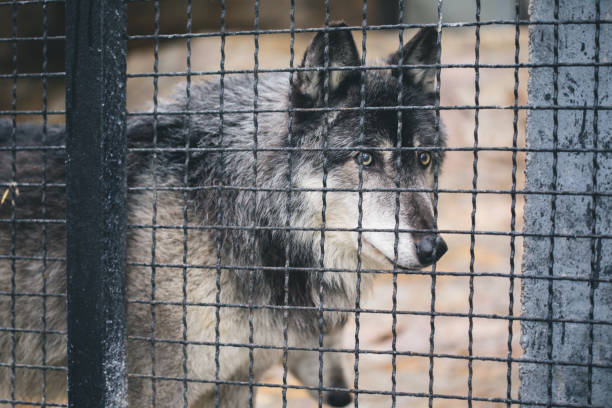 istock wild animal wolf in a cage 879677220