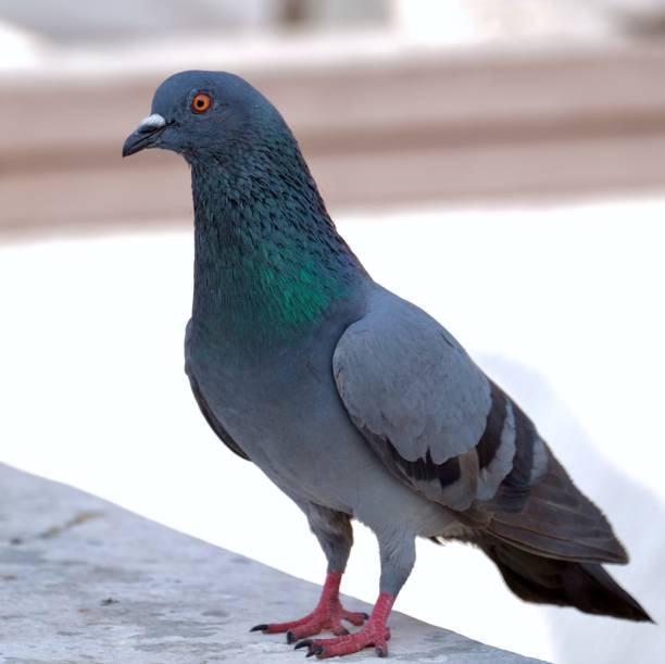 istock A gray blue pigeon sitting on wall 879680750
