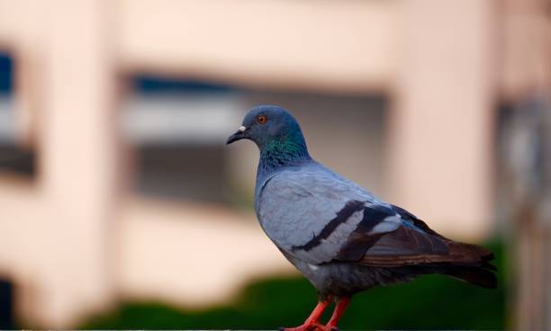 istock A gray blue pigeon sitting on wall 879682166