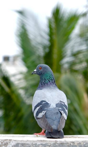 istock A gray blue pigeon sitting on wall 879685046