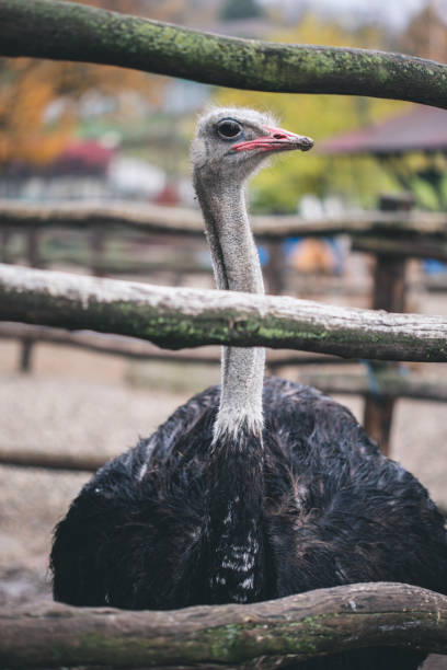 公園でダチョウの鳥頭の写真 - ostrich feather animal head concepts ストックフォトと画像