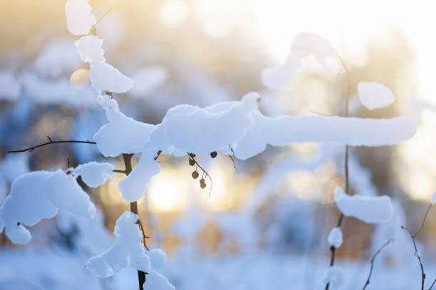 istock Winter scene - Snow covered dried plants 879686726
