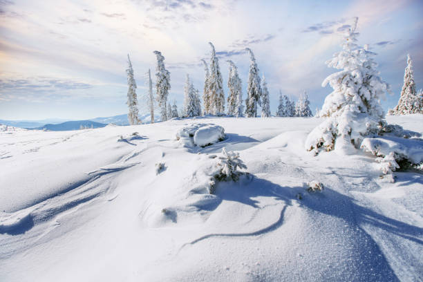 istock Winter tree in snow. Carpathian, Ukraine, Europe. Bokeh light effect, soft filter. Instagram toning effect 879690200