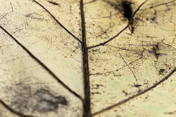istock selective focus on venation of yellow leaf macro close up, abstract creative background 879690274