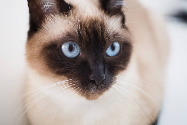 istock Grey Siamese cat with blue eyes close-up. Cat's face 879702076