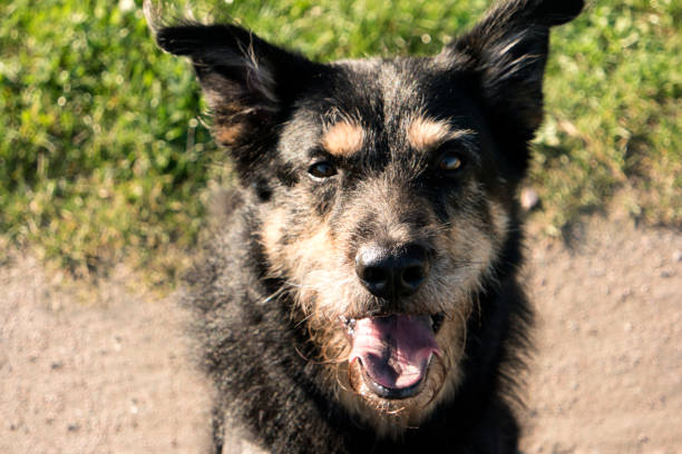 istock Portrait of a Dog 879715114