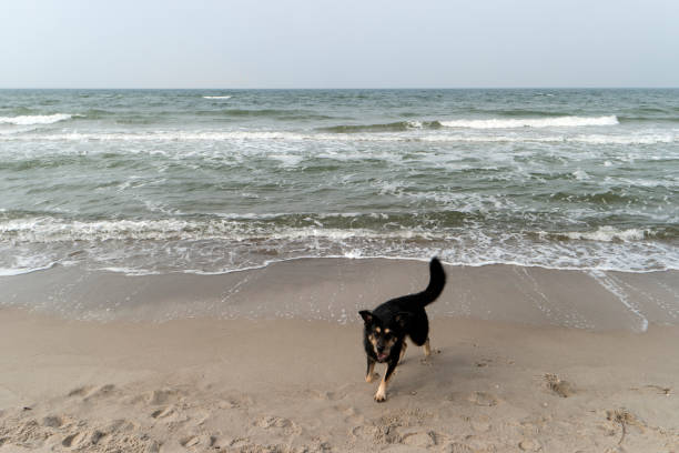 Baltic Sea Coast near Ahrenshoop in Germany