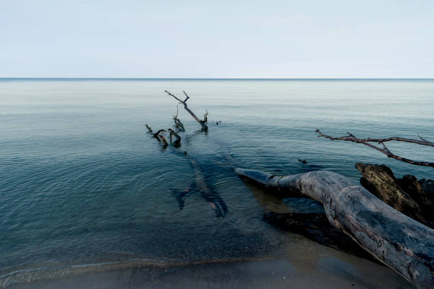 istock Baltic Sea Coast near Ahrenshoop in Germany 879717260