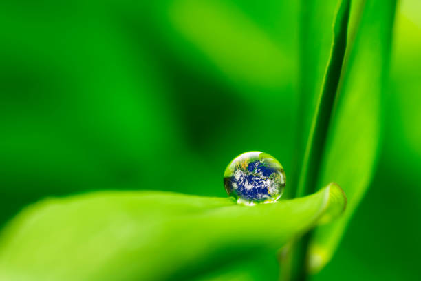 istock leaf with rain droplets - Recovery earth concept 879719520