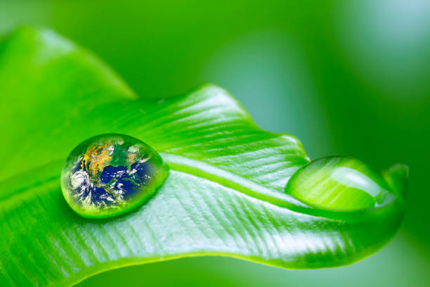 istock leaf with rain droplets - Recovery earth concept 879719702