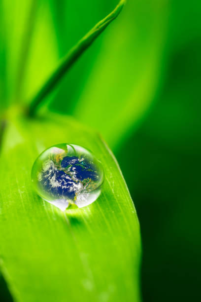istock leaf with rain droplets - Recovery earth concept 879720034