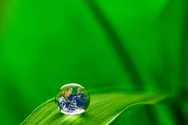 istock leaf with rain droplets - Recovery earth concept 879720070