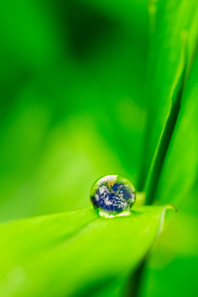 istock leaf with rain droplets - Recovery earth concept 879720096