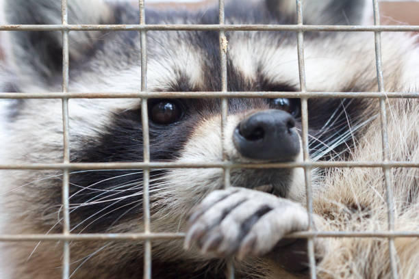 istock Raccoon in cage 879723646