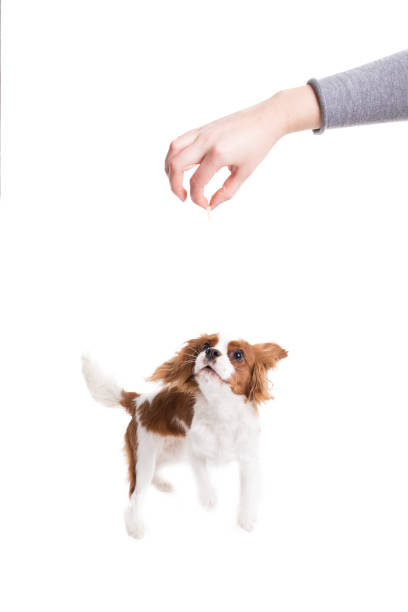 istock Cavalier King Charles Spaniel jumps, trying to catch food  in studio on white background - isolate with shadow 879732374