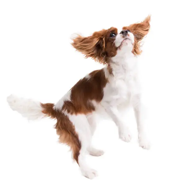 Photo of Cavalier King Charles Spaniel jumps in studio on white background - isolate with shadow