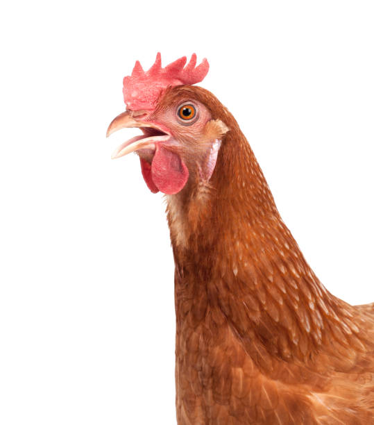 家畜分離された鶏の白い背景の顔を閉じる - chicken bird close up domestic animals ストックフォトと画像