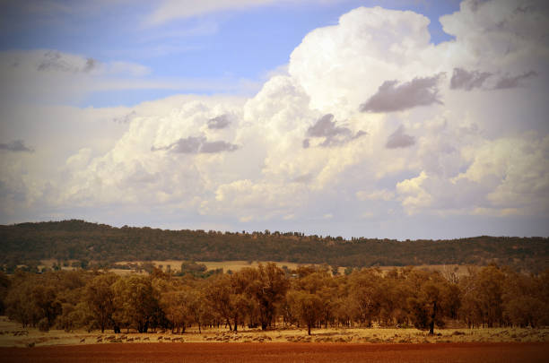 Wheat fields at spring.
