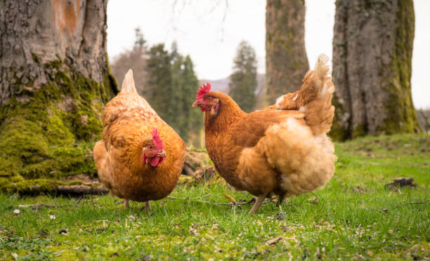 Free roaming hens foraging for food outdoors Two organically reared chickens out and about looking for food among grass and trees. rhode island red chicken stock pictures, royalty-free photos & images