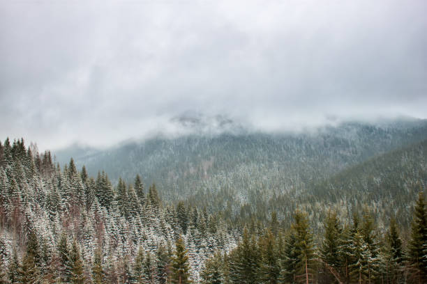 istock Snow covered trees in the mountains 879751816