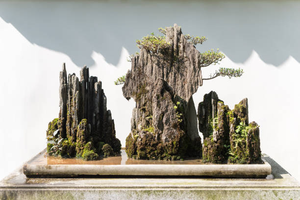 istock Bonsai trees on a rock against a white wall in sunlight 879753954