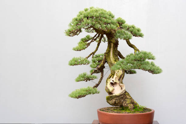 istock Twisted bonsai pine tree in a pot against a grey wall 879754260