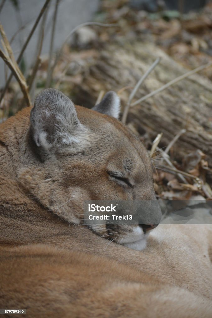 A Sleeping Puma Stock Photo - Download Image Now - Animal Body Part, Animal  Head, Animal Wildlife - iStock