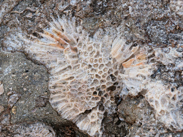 istock Close up of a coral skeleton 879759982