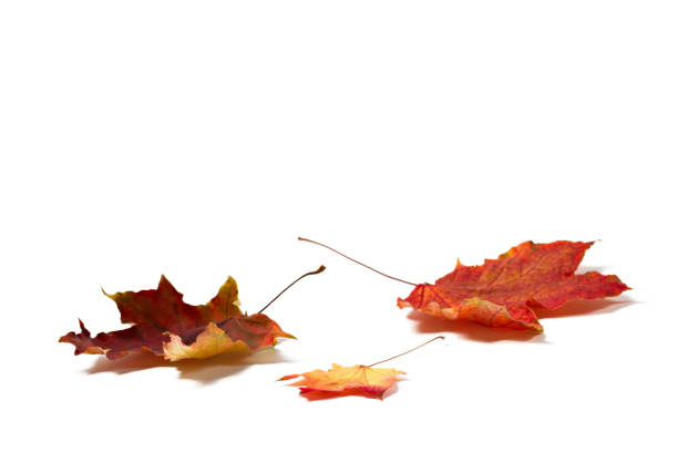 istock Three red  autumn maple leaves isolated on white background with shadow 879763144