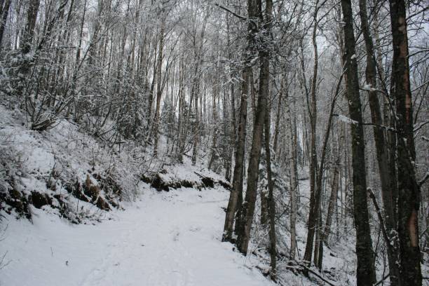 istock Alaskan Hike Trail In Snow 879763360
