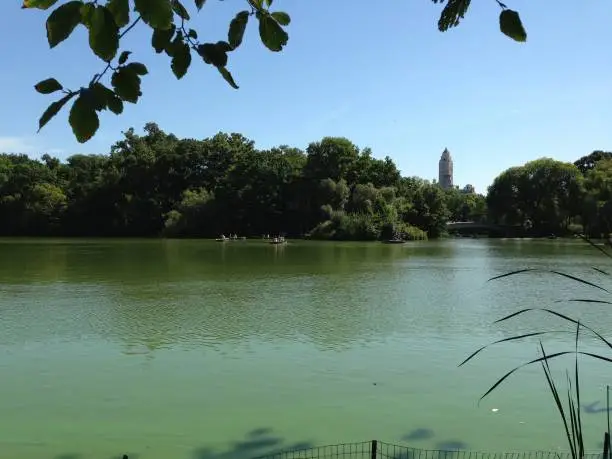 Central Park Lake in New York City. Green water, surrounded by trees