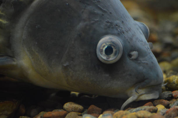 istock Carp in the tank 879766934