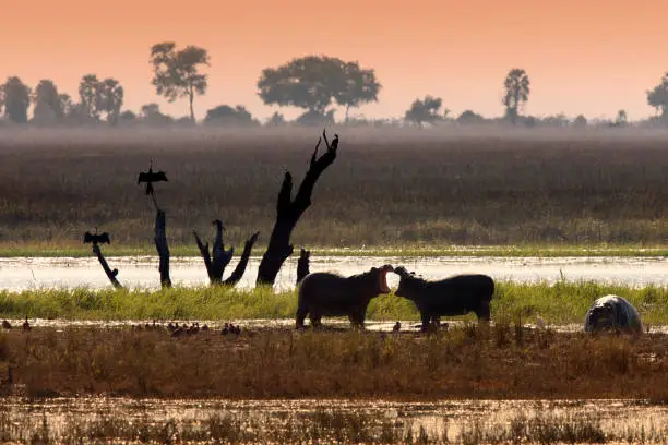 Wildlife on the Chobe River in Chobe National Park in Botswana